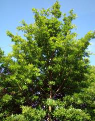 Quercus cerris