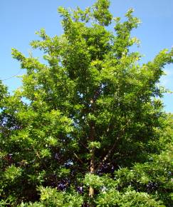 Fotografia da espécie Quercus cerris