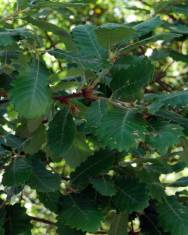 Fotografia da espécie Quercus faginea subesp. faginea