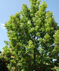 Fotografia da espécie Quercus frainetto