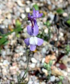 Fotografia da espécie Linaria amethystea