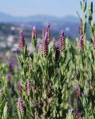 Fotografia da espécie Lavandula stoechas subesp. luisieri