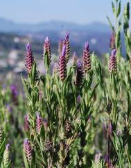 Lavandula stoechas subesp. luisieri