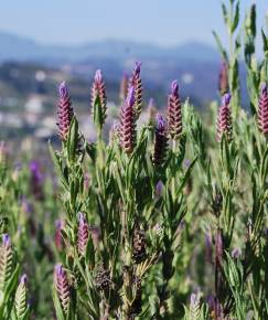 Fotografia da espécie Lavandula stoechas