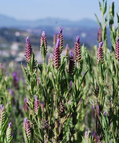 Fotografia de capa Lavandula stoechas subesp. luisieri - do Jardim Botânico