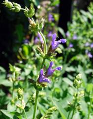 Salvia officinalis