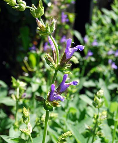 Fotografia de capa Salvia officinalis - do Jardim Botânico