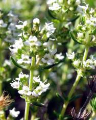 Fotografia da espécie Thymus zygis subesp. zygis