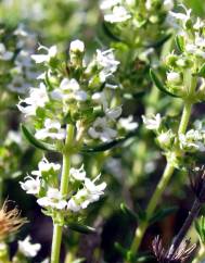 Thymus zygis subesp. zygis