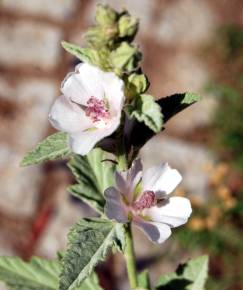 Fotografia da espécie Althaea officinalis