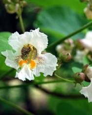 Fotografia da espécie Catalpa bignonioides