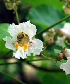 Fotografia da espécie Catalpa bignonioides