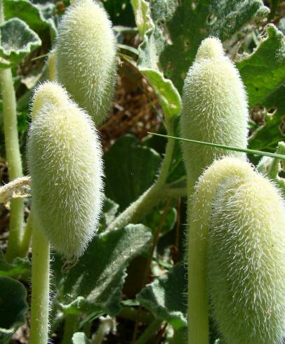 Fotografia de capa Ecballium elaterium subesp. elaterium - do Jardim Botânico