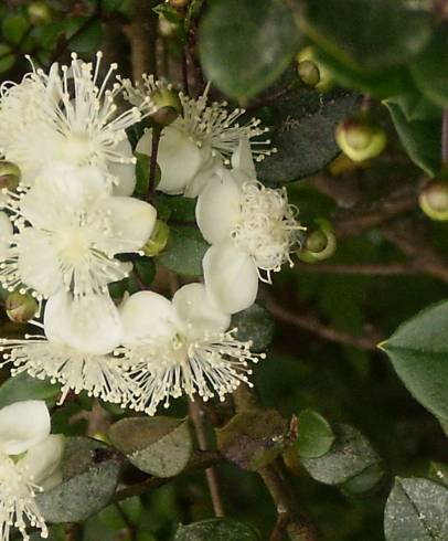 Fotografia de capa Luma chequen - do Jardim Botânico