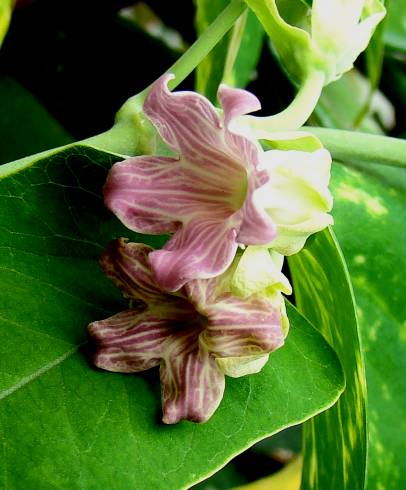 Fotografia de capa Araujia sericifera - do Jardim Botânico