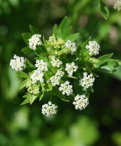 Fotografia de capa Apium graveolens - do Jardim Botânico