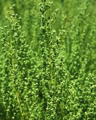 Fotografia da espécie Artemisia campestris subesp. maritima