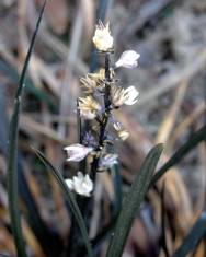 Fotografia da espécie Ophiopogon planiscapus var. nigrescens