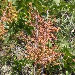 Fotografia 3 da espécie Pistacia terebinthus do Jardim Botânico UTAD