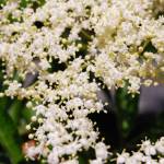 Fotografia 5 da espécie Sambucus nigra subesp. nigra do Jardim Botânico UTAD