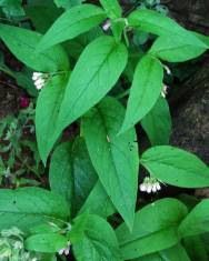 Fotografia da espécie Symphytum officinale subesp. officinale