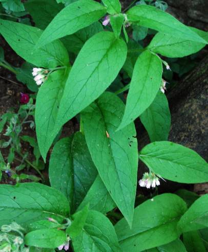 Fotografia de capa Symphytum officinale subesp. officinale - do Jardim Botânico