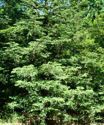 Fotografia de capa Abies grandis - do Jardim Botânico