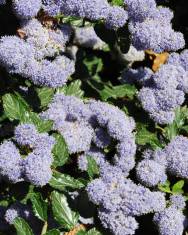 Fotografia da espécie Ceanothus thyrsiflorus var. repens