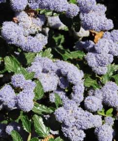 Fotografia da espécie Ceanothus thyrsiflorus