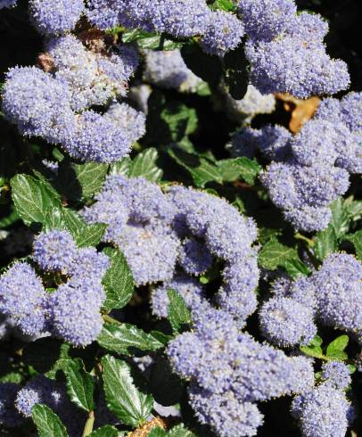 Fotografia de capa Ceanothus thyrsiflorus var. repens - do Jardim Botânico