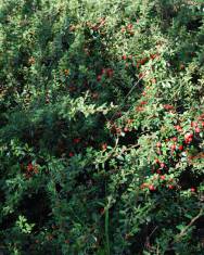 Fotografia da espécie Cotoneaster conspicuus