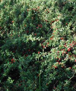 Fotografia da espécie Cotoneaster conspicuus