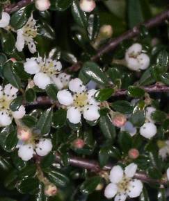 Fotografia da espécie Cotoneaster horizontalis