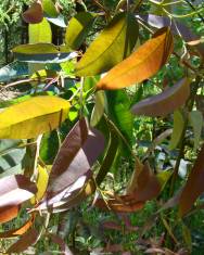 Fotografia da espécie Eucalyptus citriodora