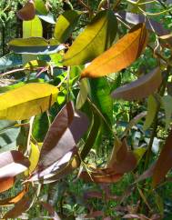 Eucalyptus citriodora