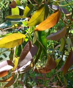 Fotografia da espécie Eucalyptus citriodora