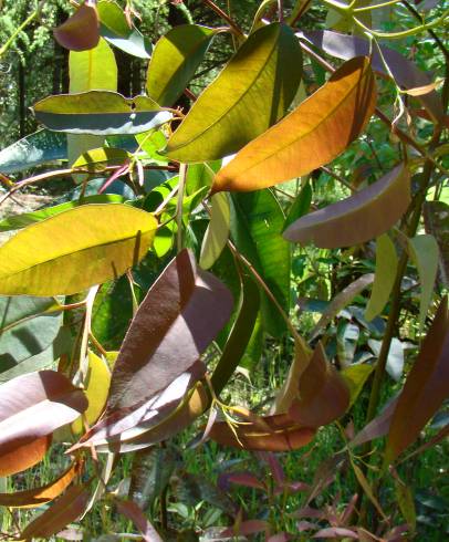 Fotografia de capa Eucalyptus citriodora - do Jardim Botânico