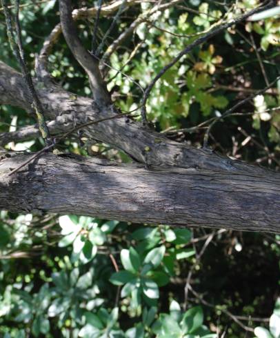 Fotografia de capa Eucalyptus nicholii - do Jardim Botânico