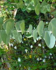 Fotografia da espécie Eucalyptus pulverulenta