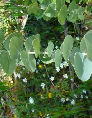 Eucalyptus pulverulenta