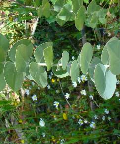 Fotografia da espécie Eucalyptus pulverulenta