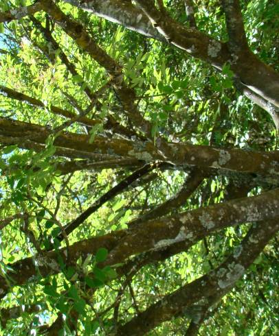 Fotografia de capa Fraxinus ornus - do Jardim Botânico