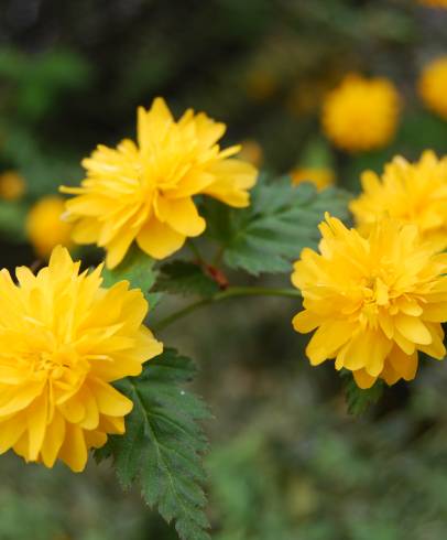 Fotografia de capa Kerria japonica - do Jardim Botânico