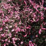 Fotografia 4 da espécie Leptospermum scoparium do Jardim Botânico UTAD