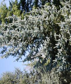 Fotografia da espécie Picea glauca