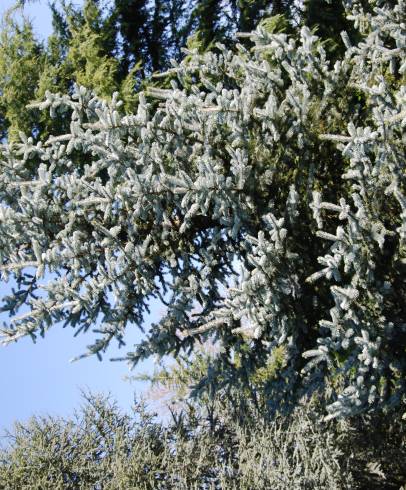 Fotografia de capa Picea glauca - do Jardim Botânico