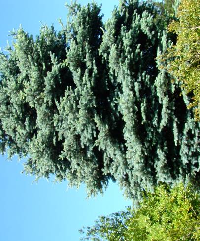 Fotografia de capa Picea pungens var. koster - do Jardim Botânico