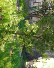 Fotografia da espécie Podocarpus macrophyllus