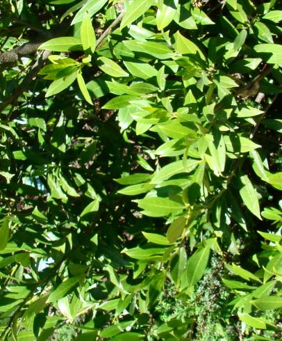 Fotografia de capa Prunus laurocerasus var. otto - do Jardim Botânico