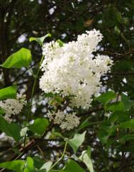 Syringa vulgaris